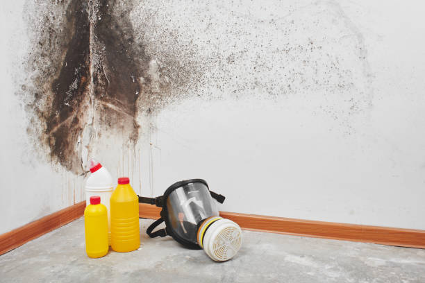 Professional Mold Removal in Tazewell, TN