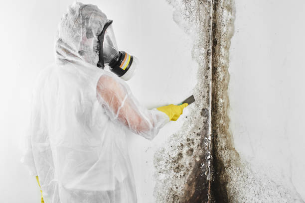 Best Mold Damage Repair  in Tazewell, TN