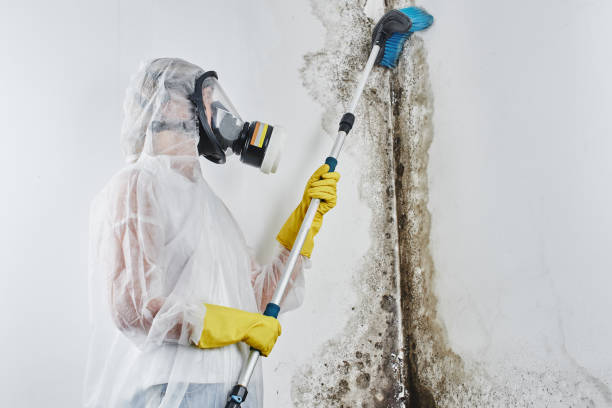 Best Toxic Mold Removal  in Tazewell, TN