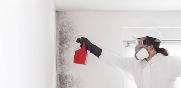 Best Certified Mold Removal  in Tazewell, TN